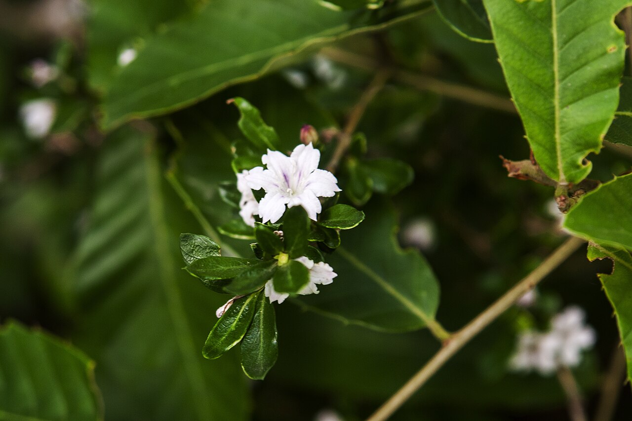 Serissa japonica, Snow rose — mounding evergreen (Rubiaceae) (image 8 of 9)