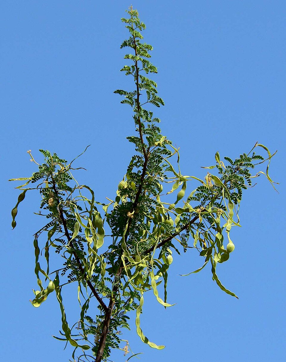 Senegalia greggii (Catclaw Acacia) (alternate view 7)