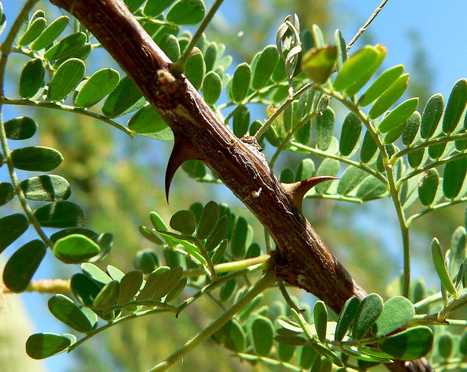 Senegalia greggii (Catclaw Acacia) (alternate view 8)