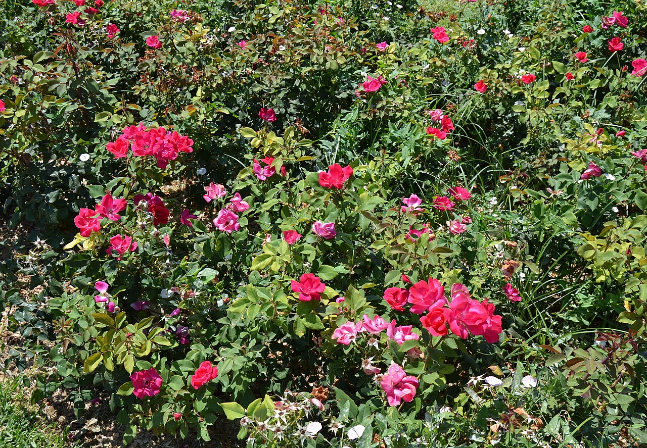 Rosa 'Knock Out', Knock Out rose — mounding deciduous (Rosaceae) (image 9 of 10)