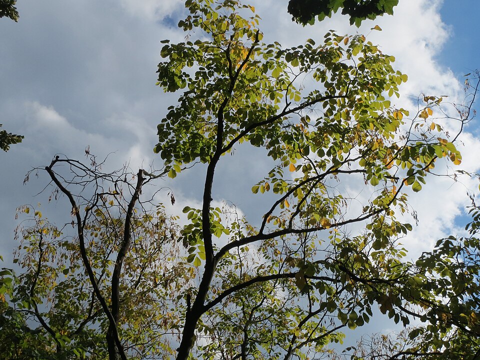 Cladrastis kentukea (American Yellowwood) (alternate view 9)