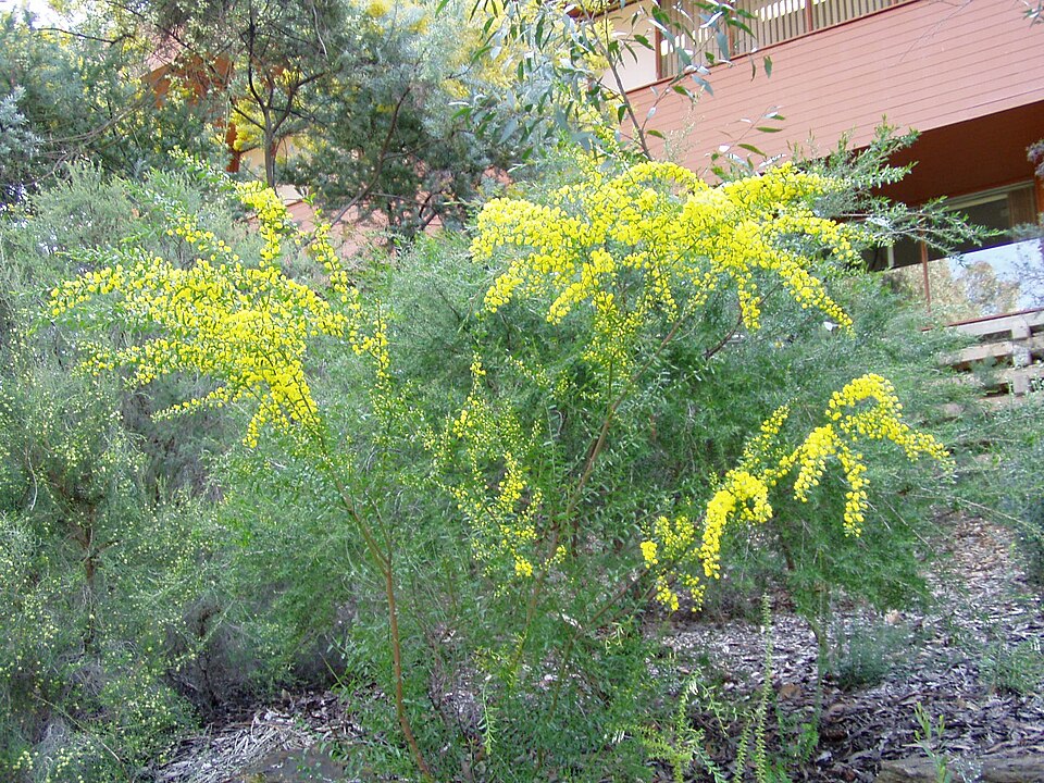 Acacia acinacea (Round-leaf Wattle)
