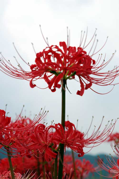 Lycoris radiata (red spider lily) (alternate view 6)