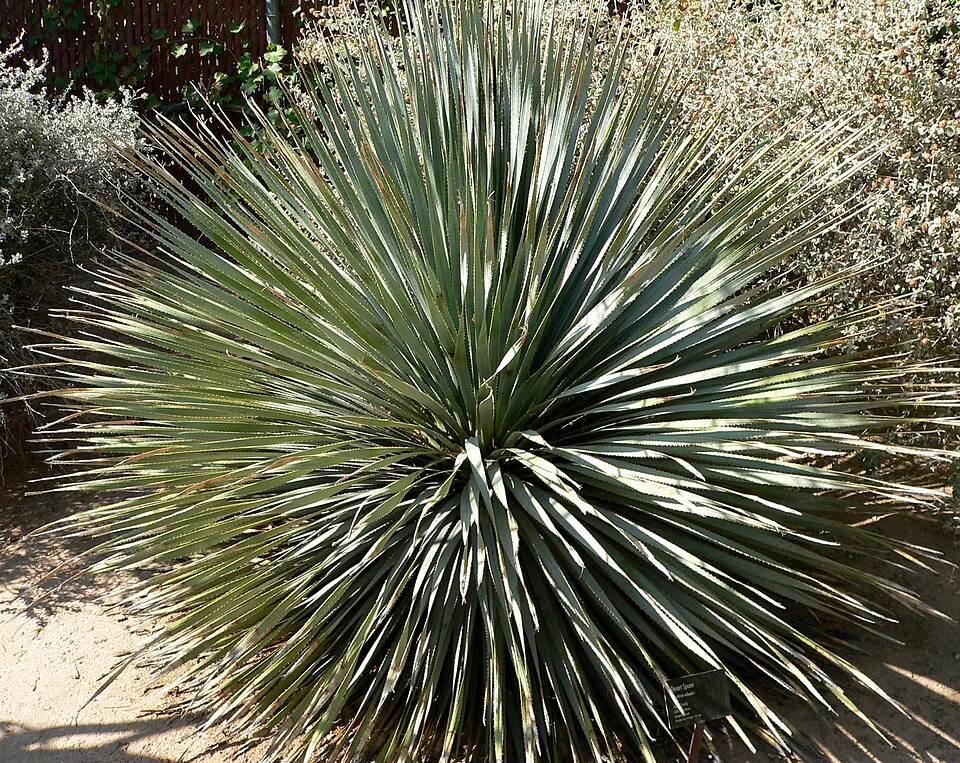 Dasylirion wheeleri (Wheeler sotol)