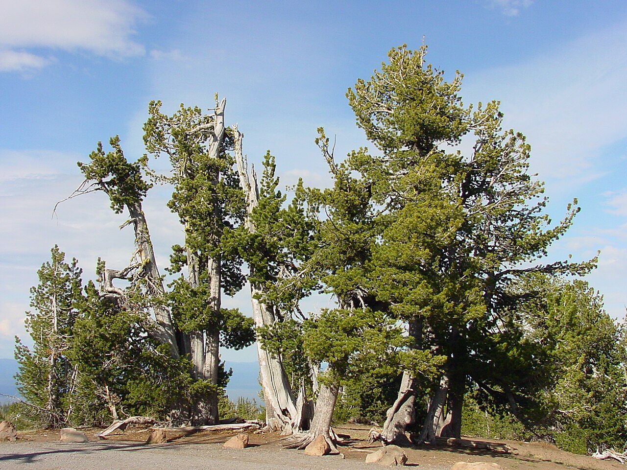 Pinus albicaulis (Whitebark Pine)