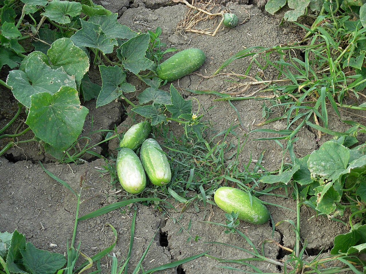 Cucumis sativus, Cucumber — climbing deciduous (Cucurbitaceae) (image 2 of 9)