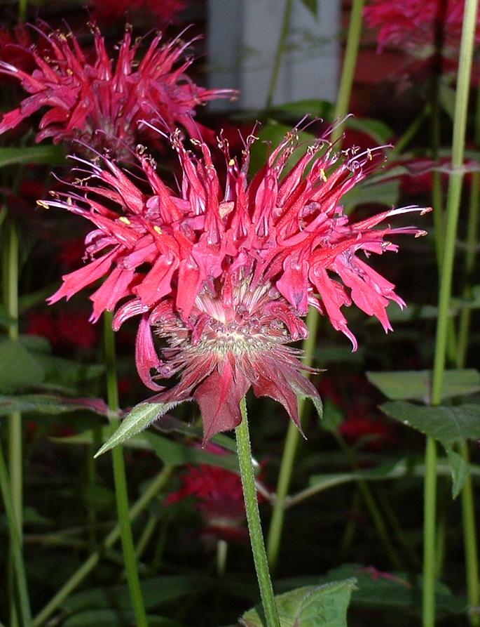 Monarda didyma (Bee Balm) (alternate view 10)
