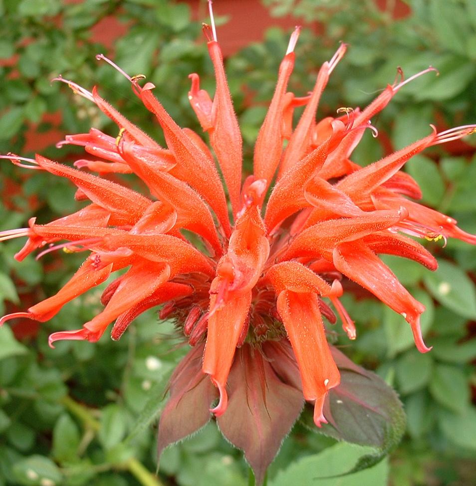 Monarda didyma (Bee Balm) (alternate view 11)