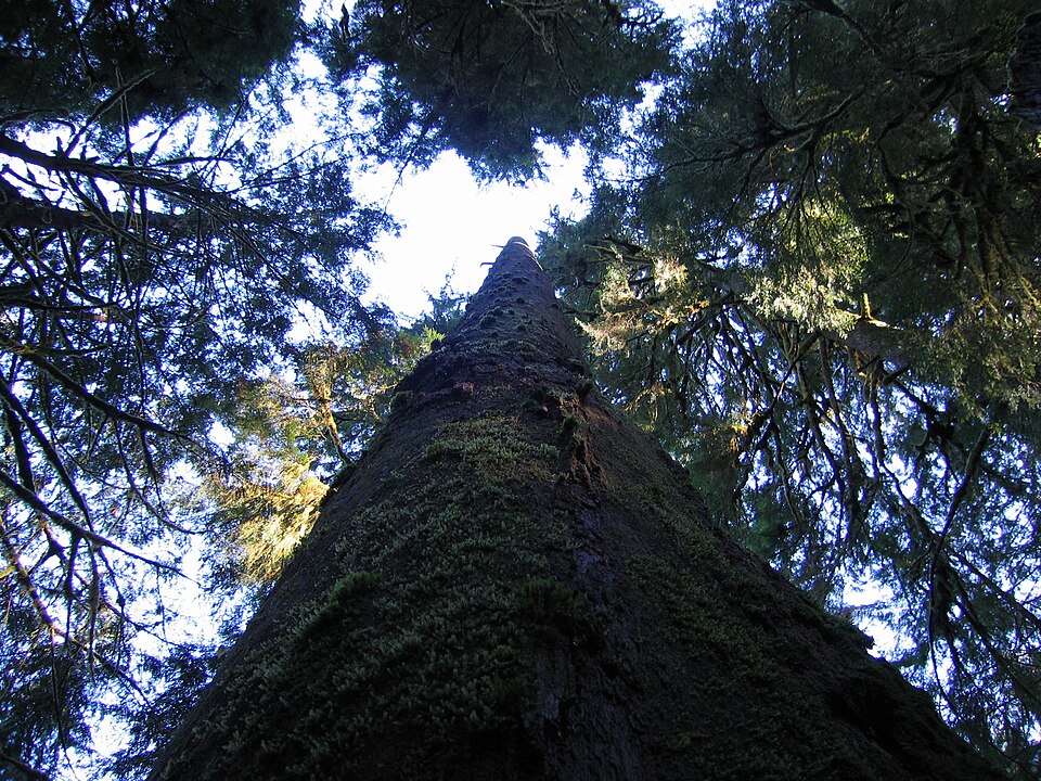 Picea sitchensis (Sitka Spruce) (alternate view 3)
