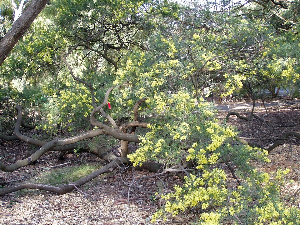 Acacia fimbriata (Brisbane wattle)