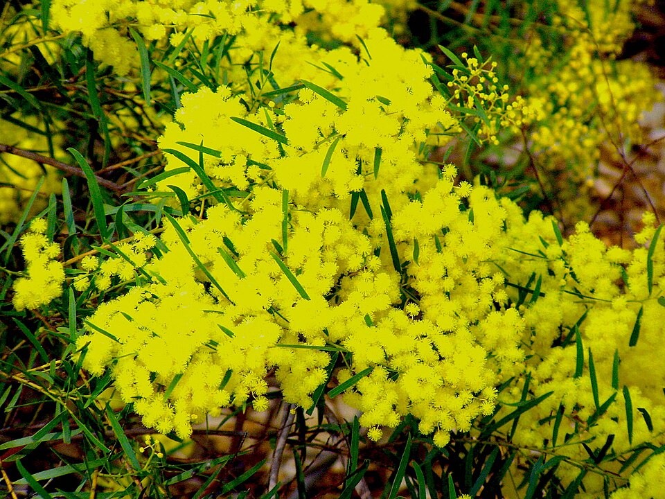 Acacia fimbriata (Brisbane wattle) (alternate view 2)