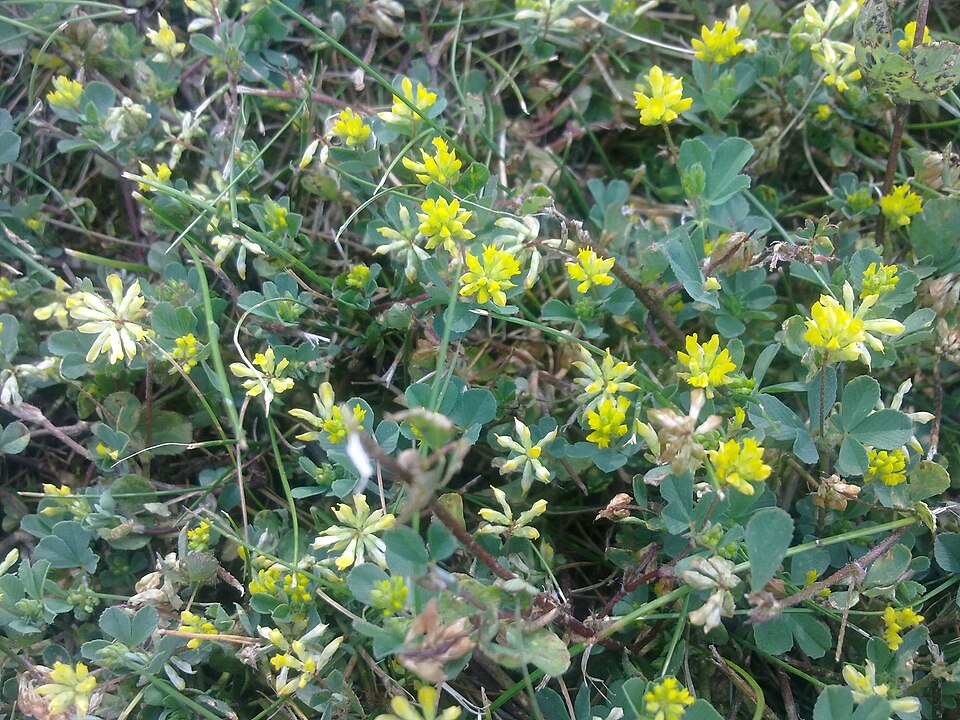 Trifolium dubium (Lesser hop trefoil)