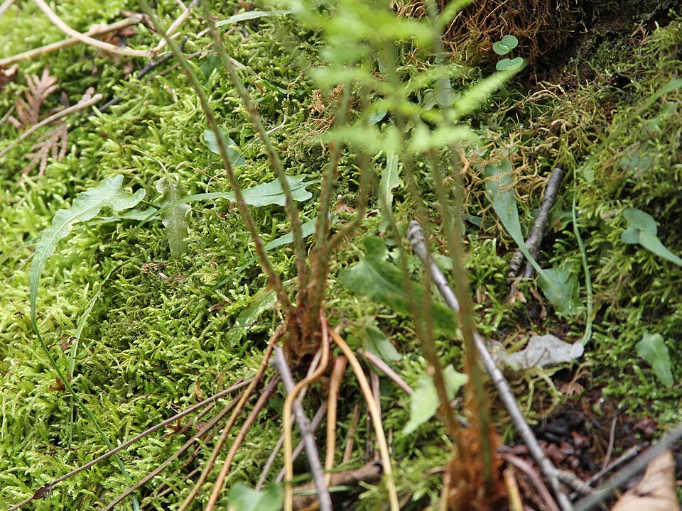 Asplenium rhizophyllum (walking fern) (alternate view 8)