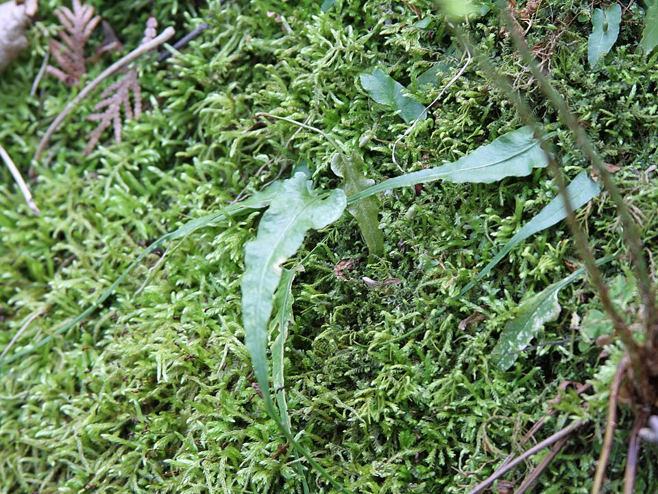 Asplenium rhizophyllum (walking fern) (alternate view 9)