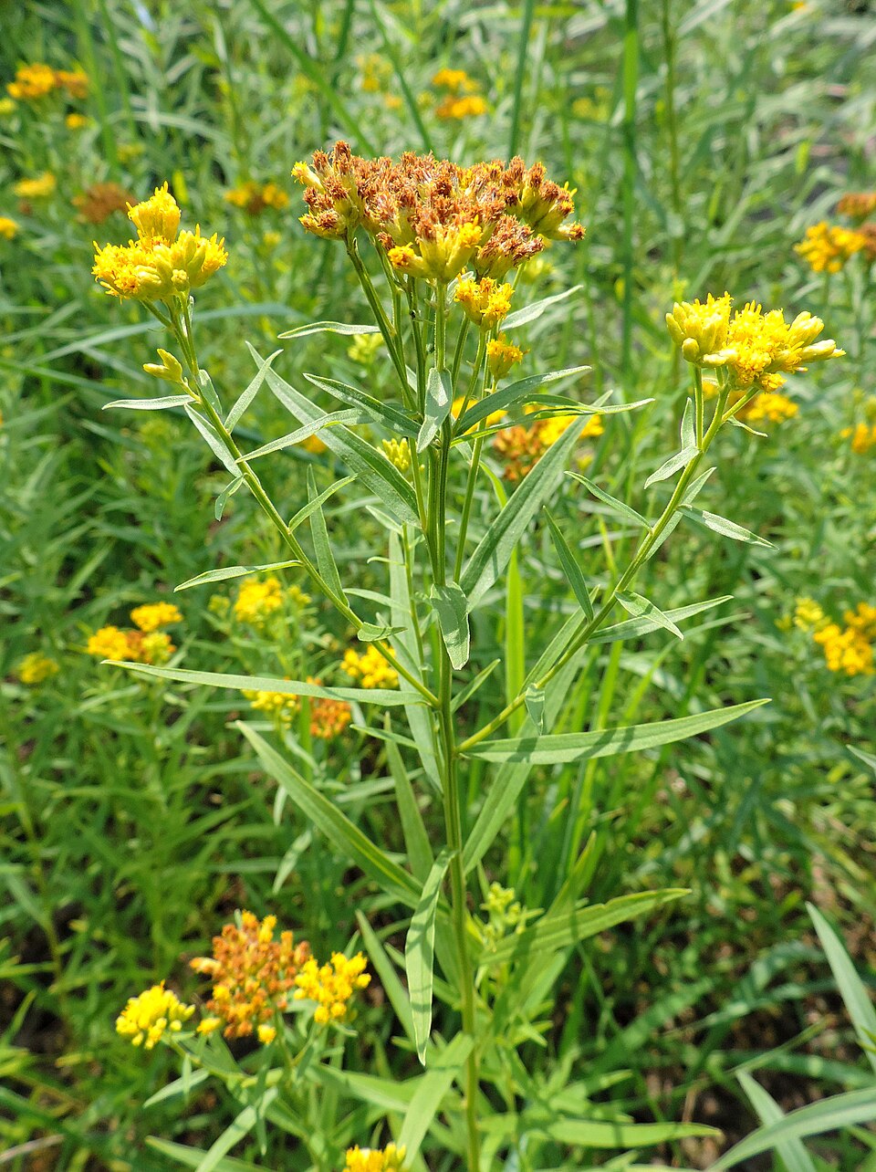 Euthamia graminifolia (flat-topped goldenrod)