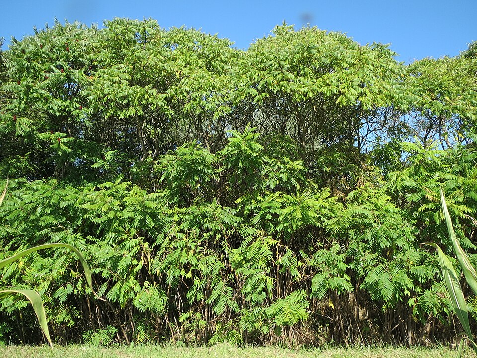 Rhus typhina (staghorn sumac) (alternate view 8)