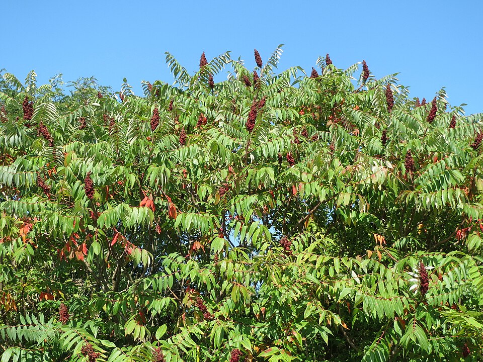 Rhus typhina (staghorn sumac) (alternate view 9)