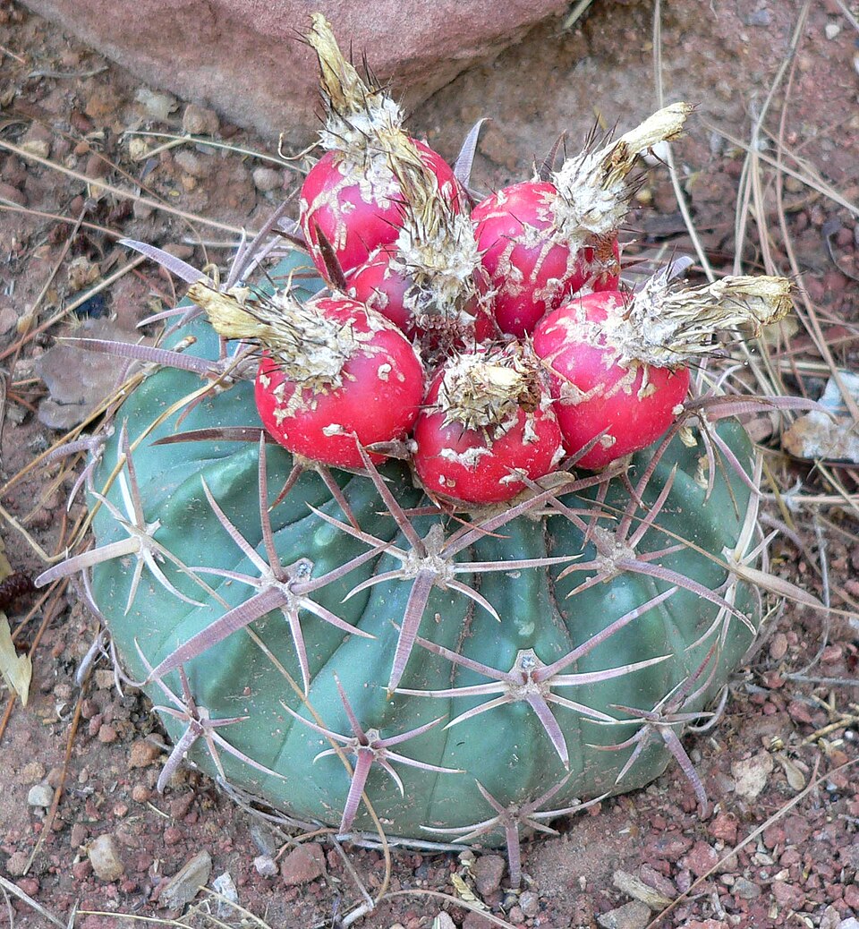 Homalocephala texensis (Horse Crippler Cactus) (alternate view 4)