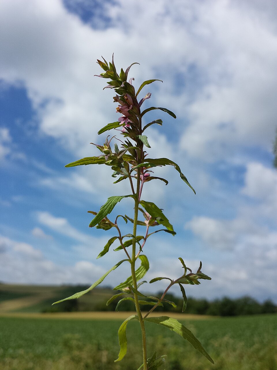 Odontites vernus (Red Bartsia)