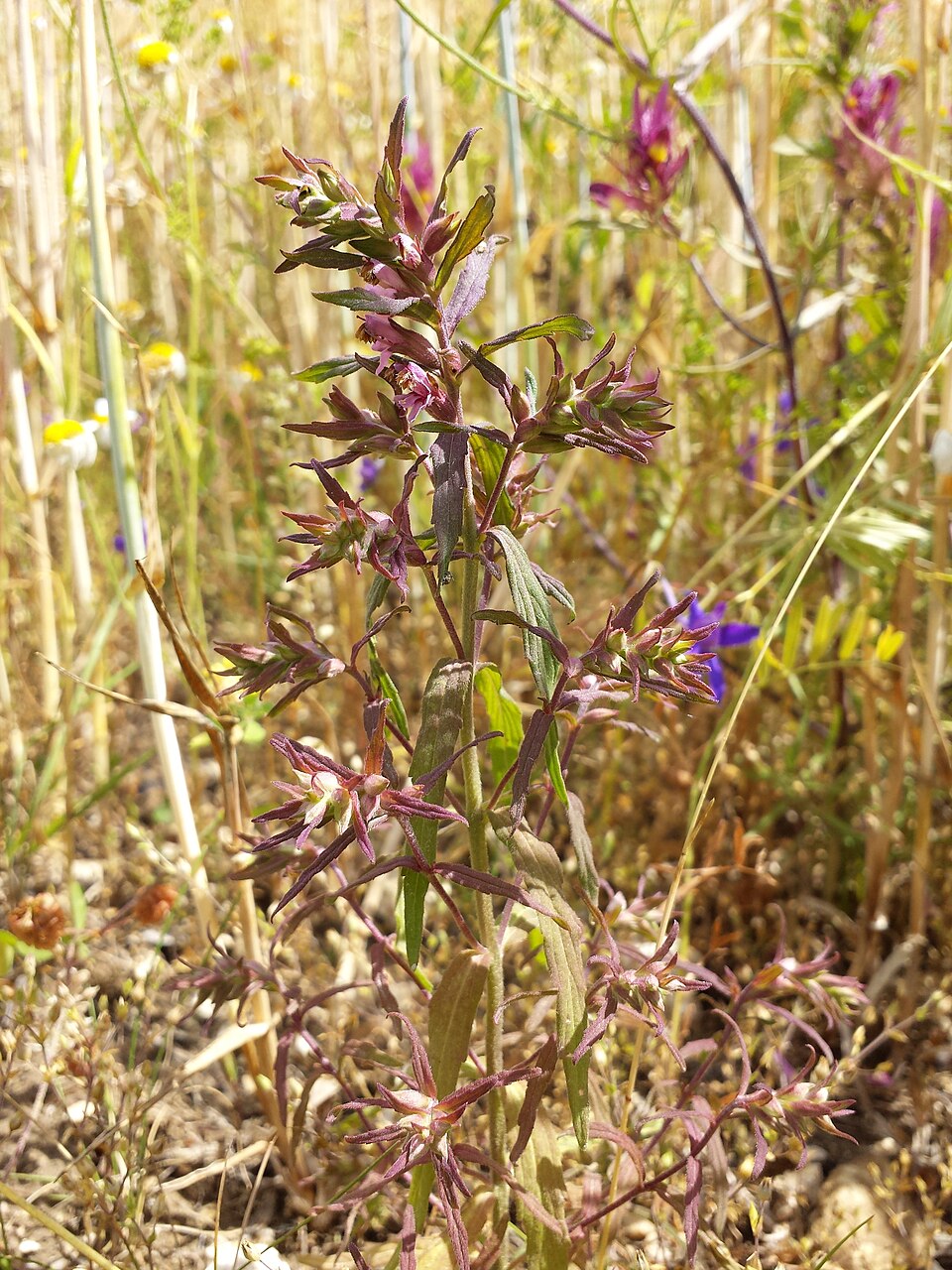 Odontites vernus (Red Bartsia)