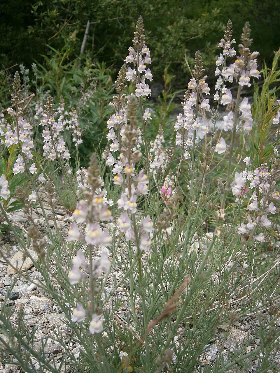 Linaria repens (Pale Toadflax) (alternate view 10)