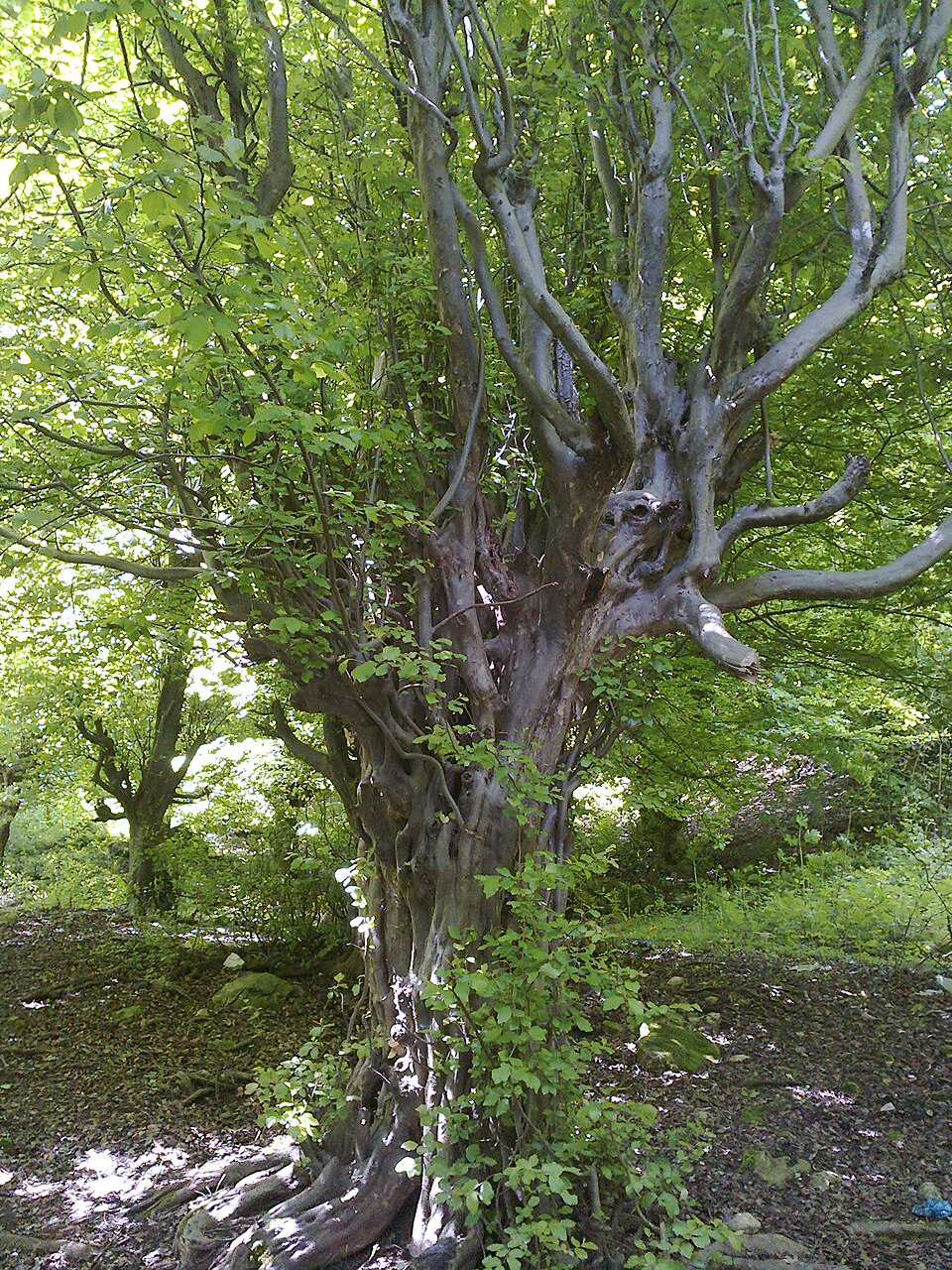 Parrotia persica (Persian parrotia, ironwood) (alternate view 11)