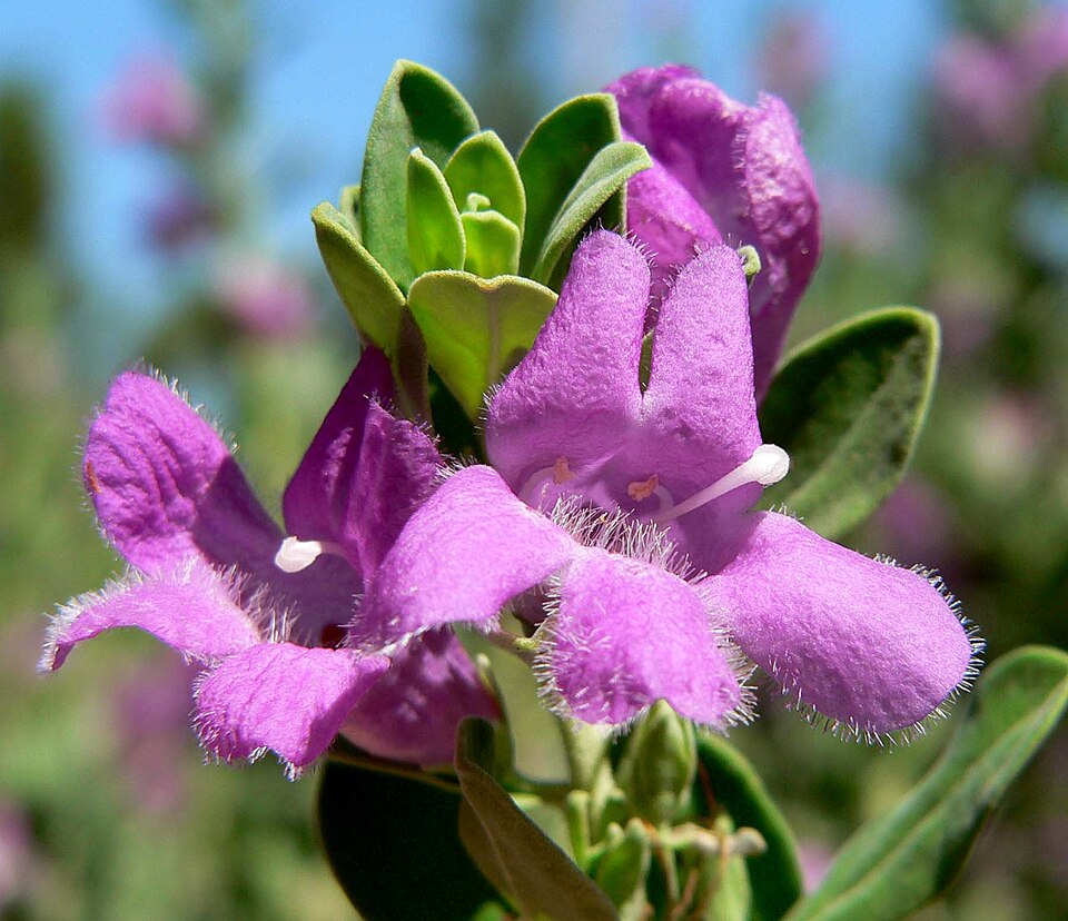Leucophyllum frutescens 'Green Cloud' (Green Cloud Texas Sage)