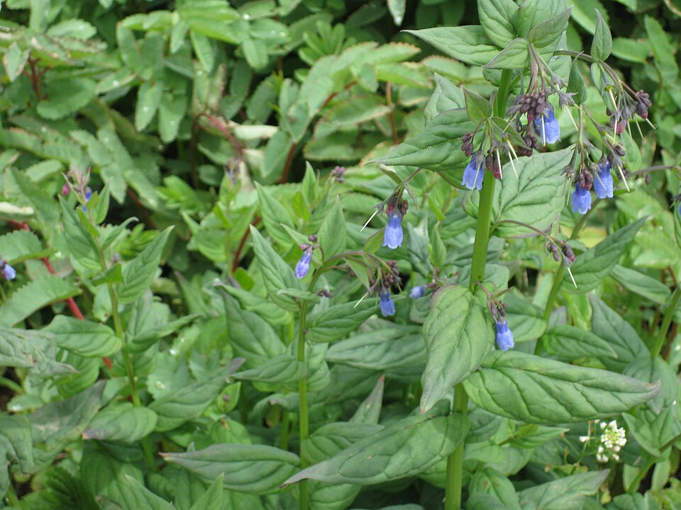 Mertensia ciliata (mountain bluebells) (alternate view 9)