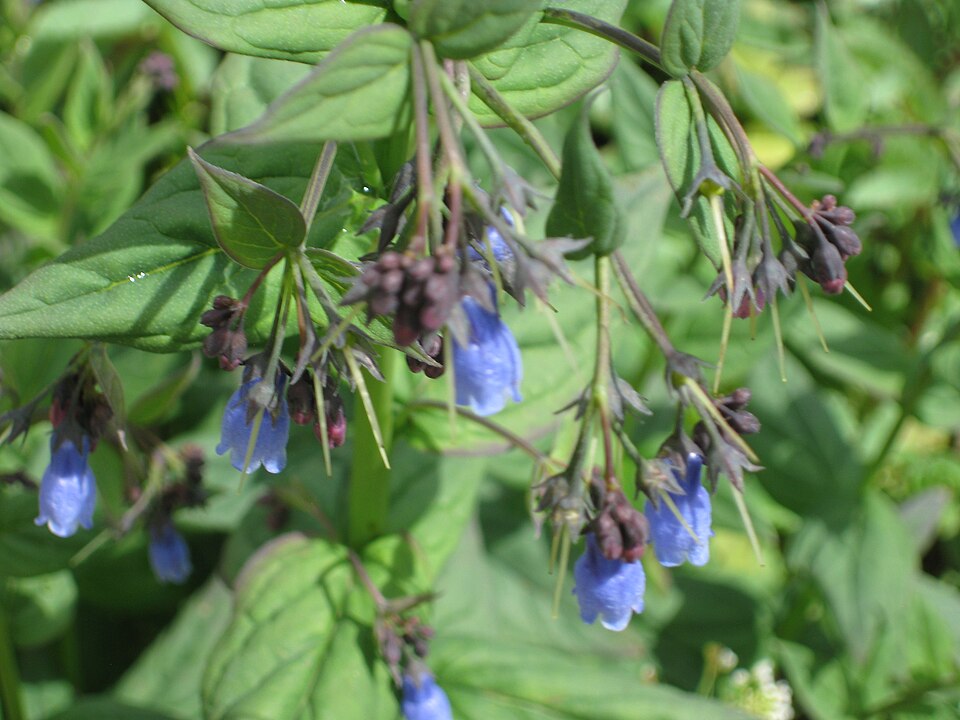 Mertensia ciliata (mountain bluebells) (alternate view 10)