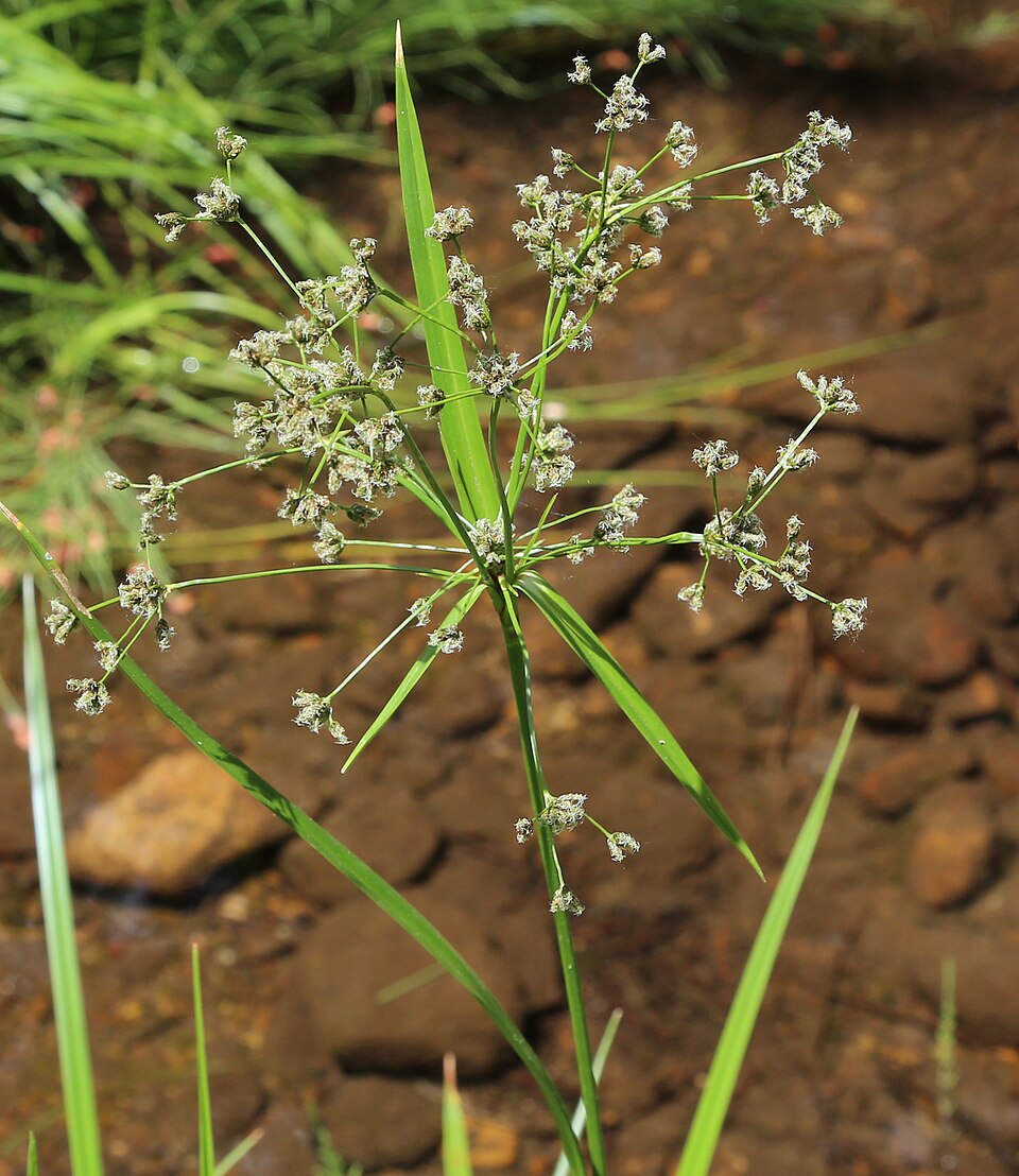 Scirpus microcarpus (small-fruited bulrush) (alternate view 8)