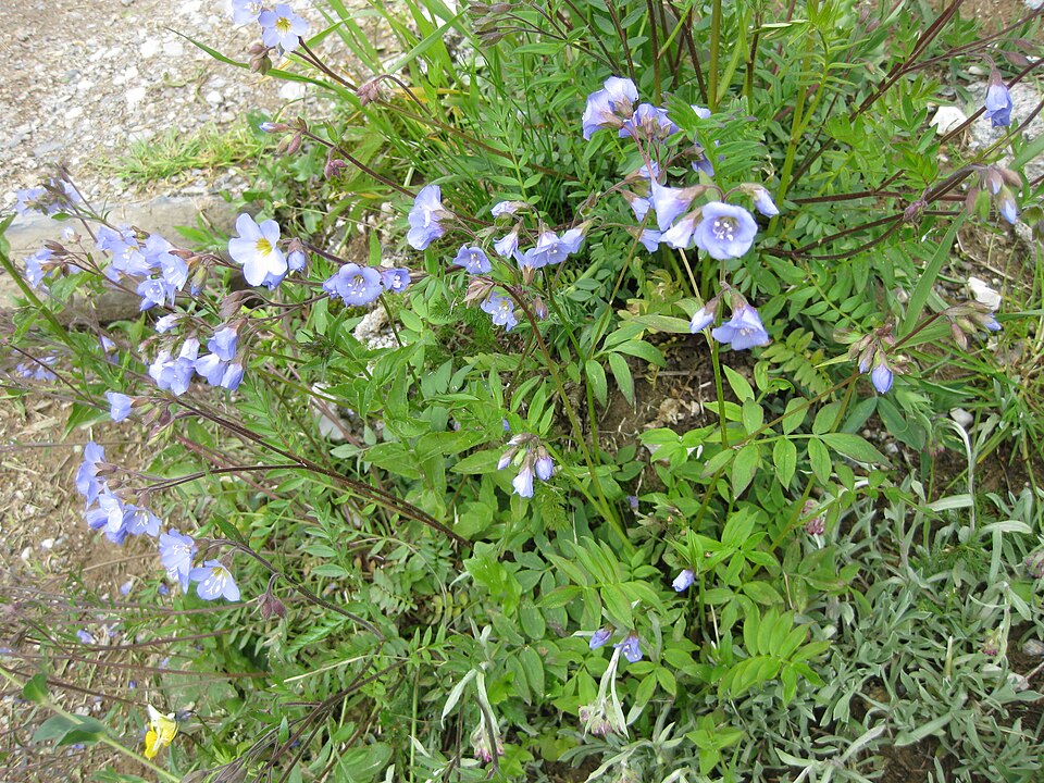 Polemonium reptans (Jacob's ladder) (alternate view 2)