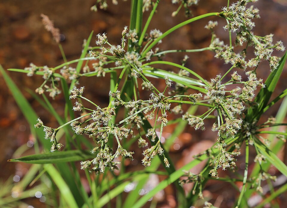 Scirpus microcarpus (small-fruited bulrush) (alternate view 9)