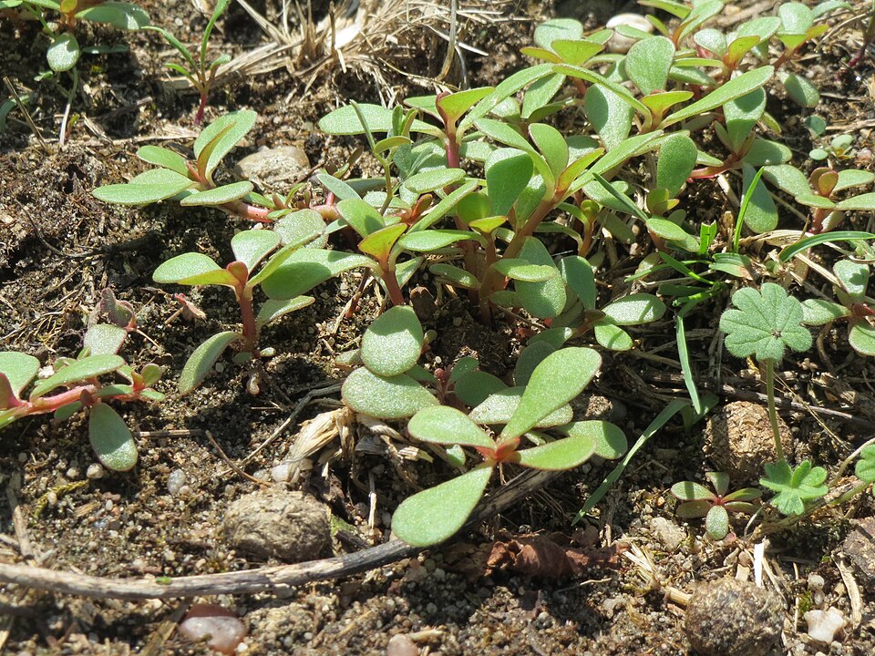 Portulaca oleracea (purslane) (alternate view 7)