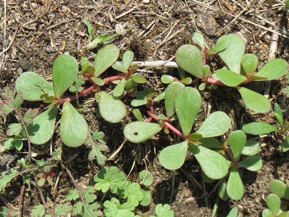 Portulaca oleracea (purslane) (alternate view 8)