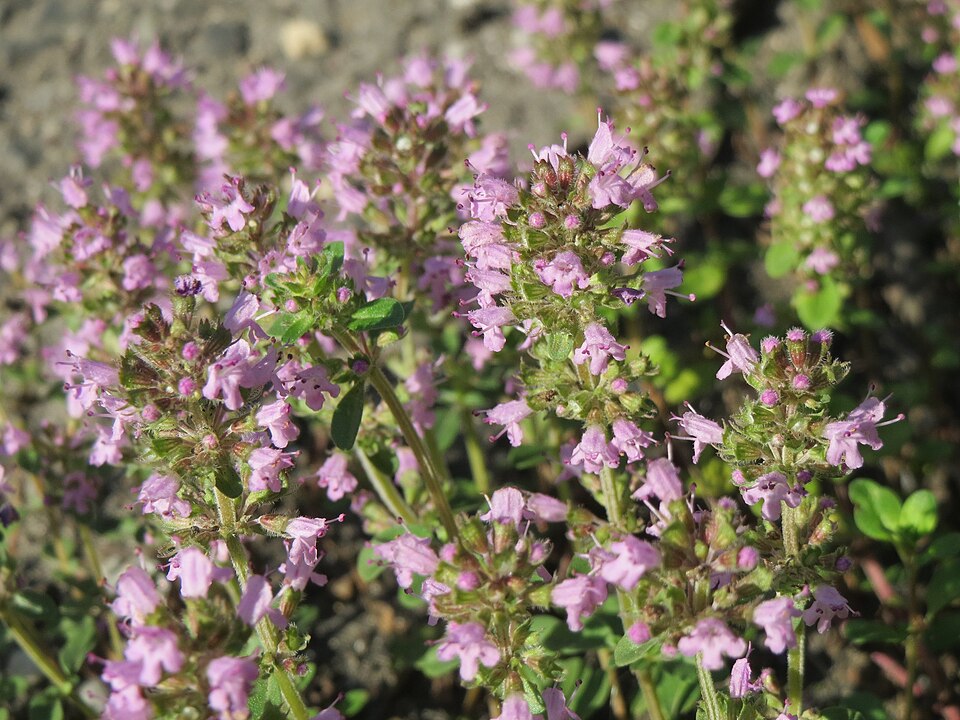 Thymus serpyllum (Wild Thyme) (alternate view 6)