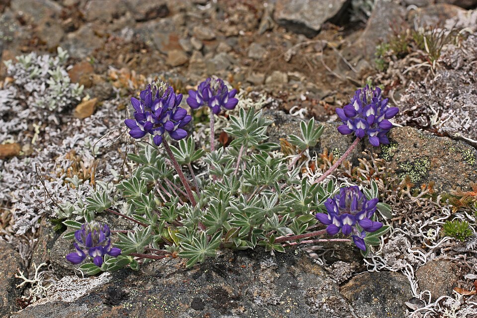 Lupinus lepidus (Dwarf Lupine) (alternate view 7)