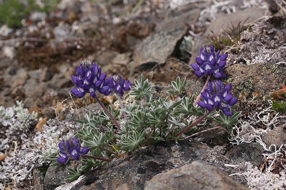 Lupinus lepidus (Dwarf Lupine) (alternate view 8)