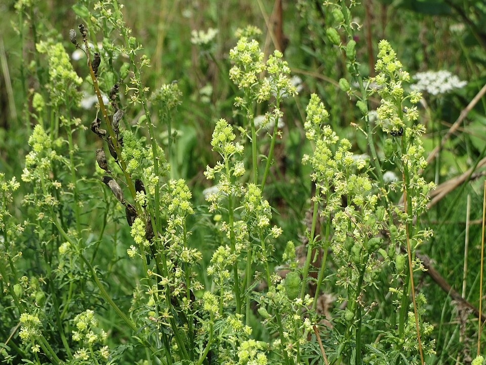 Reseda lutea (Wild Mignonette)
