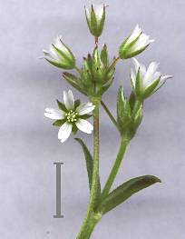 Cerastium fontanum subsp. vulgare (mouse-ear chickweed) (alternate view 3)
