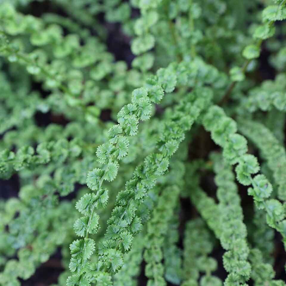 Athyrium filix-femina 'Frizelliae' (Tatting Fern)