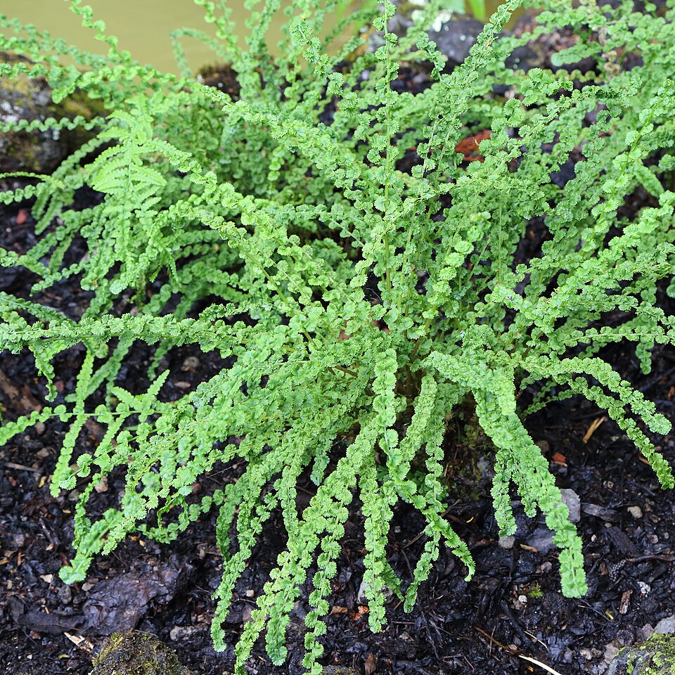 Athyrium filix-femina 'Frizelliae' (Tatting Fern) (alternate view 2)