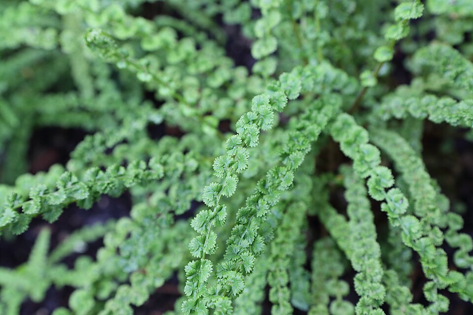 Athyrium filix-femina 'Frizelliae' (Tatting Fern) (alternate view 3)