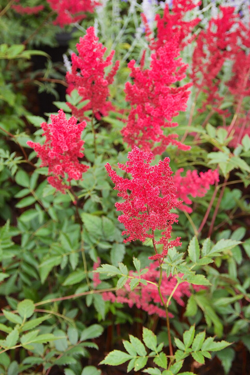 Astilbe × arendsii 'Fanal' (Fanal Astilbe) (alternate view 4)