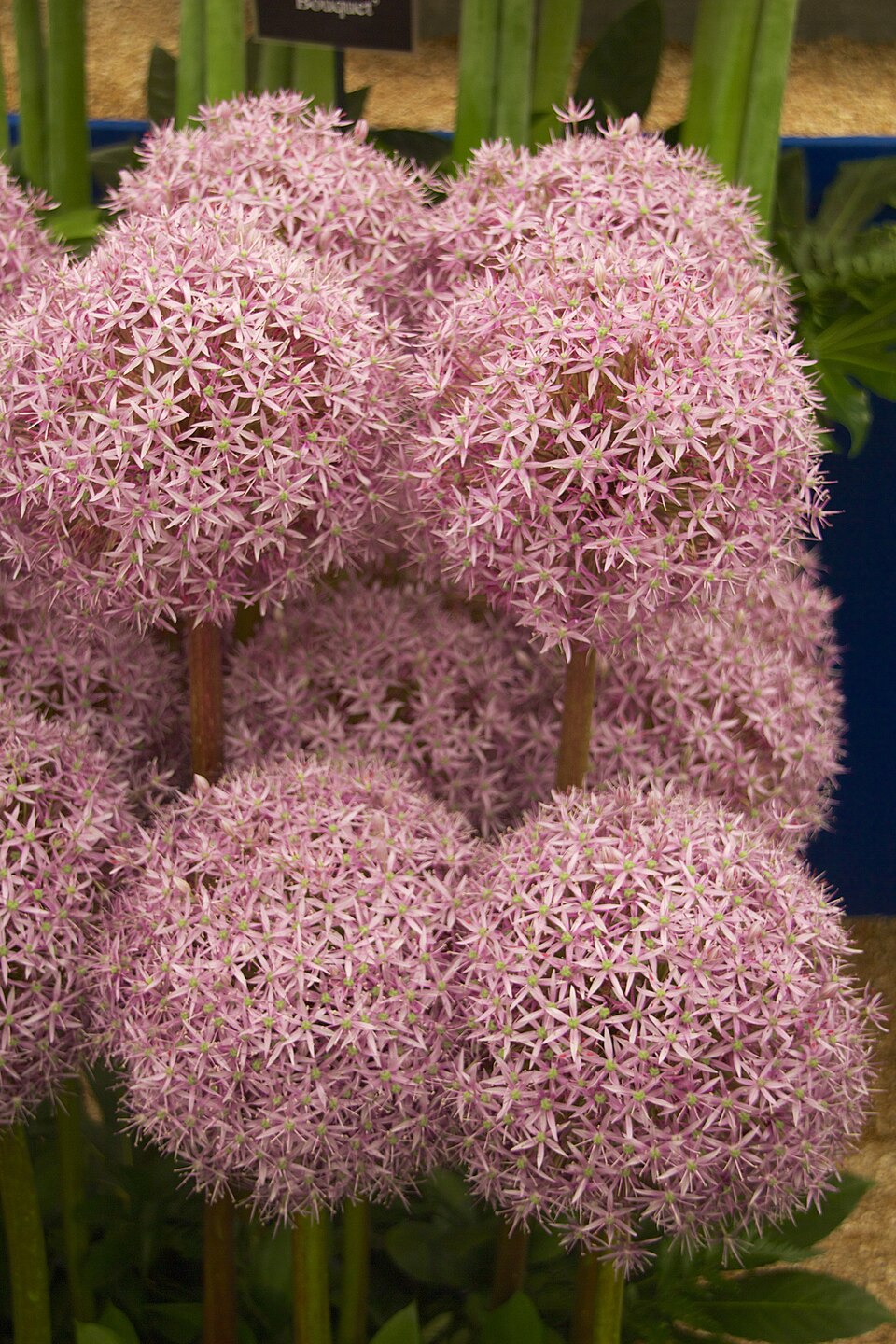 Allium 'Globemaster' (globemaster onion) (alternate view 4)