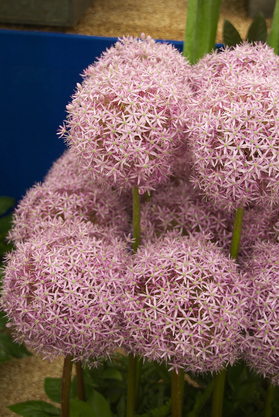 Allium 'Globemaster' (globemaster onion) (alternate view 5)