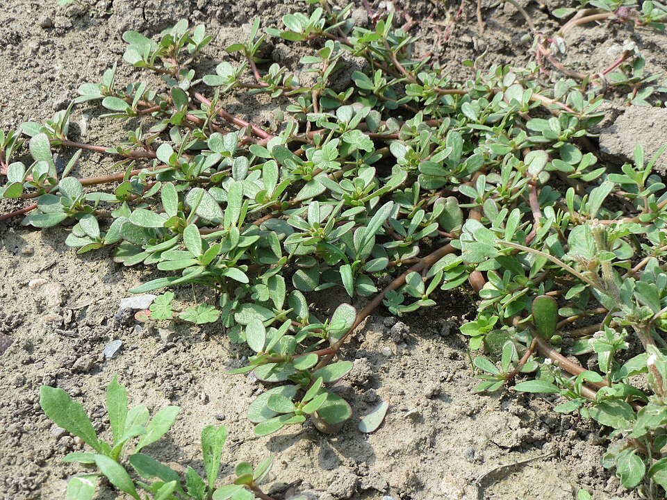 Portulaca oleracea (purslane) (alternate view 9)