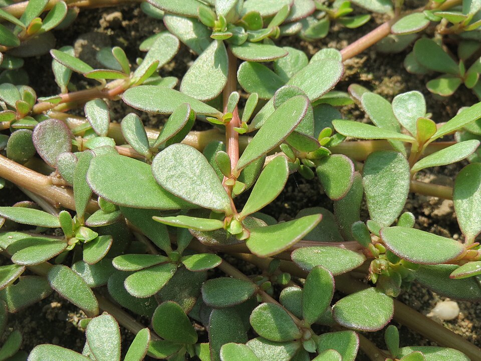 Portulaca oleracea (purslane) (alternate view 10)