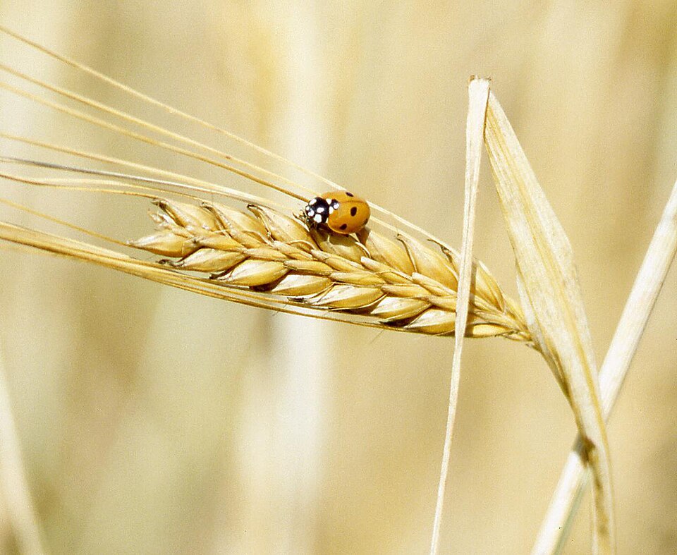 Hordeum vulgare (Common Barley)