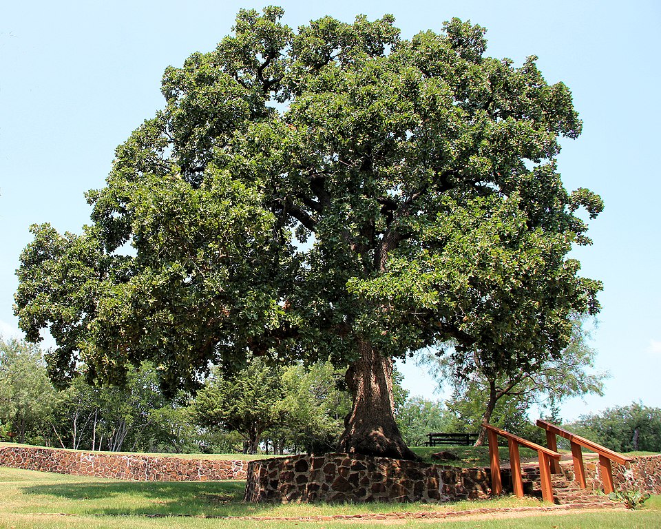 Quercus stellata (post oak)