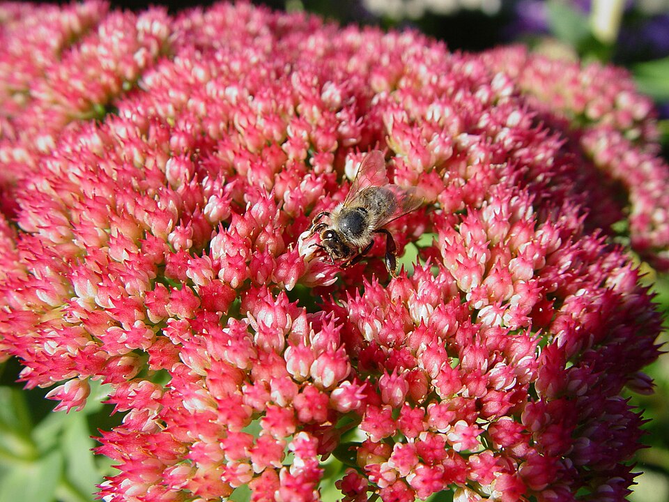 Hylotelephium 'Herbstfreude' (Autumn Joy Sedum) (alternate view 2)
